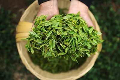 清明时节话春茶丨网传“春茶含过量农药”是真的吗?