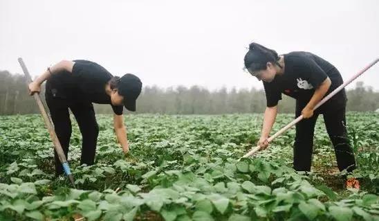 37名女高材生,放弃高薪返乡种杂粮,收入破千万