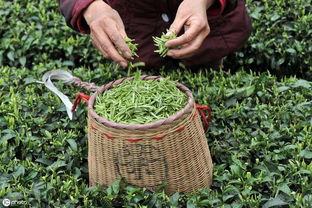 小产区茶优势在哪里 亟待解决问题有哪些 科学发展的关键在这里